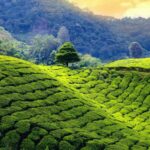 Darjeeling_0