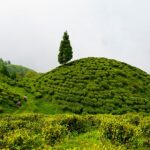 happy-valley-tea-estate-darjeeling-west-bengal-darjeelin-1-attr-nearby